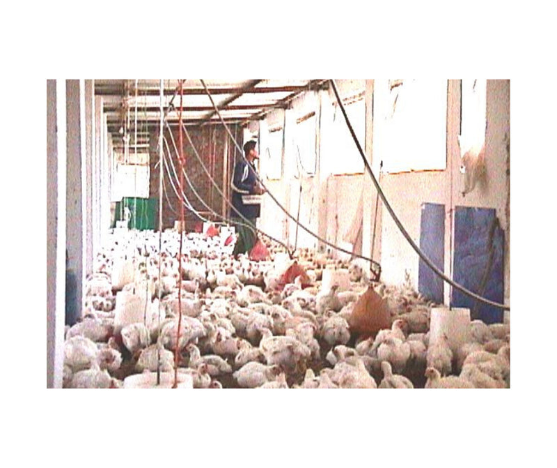 Chicken Farming Research Projects