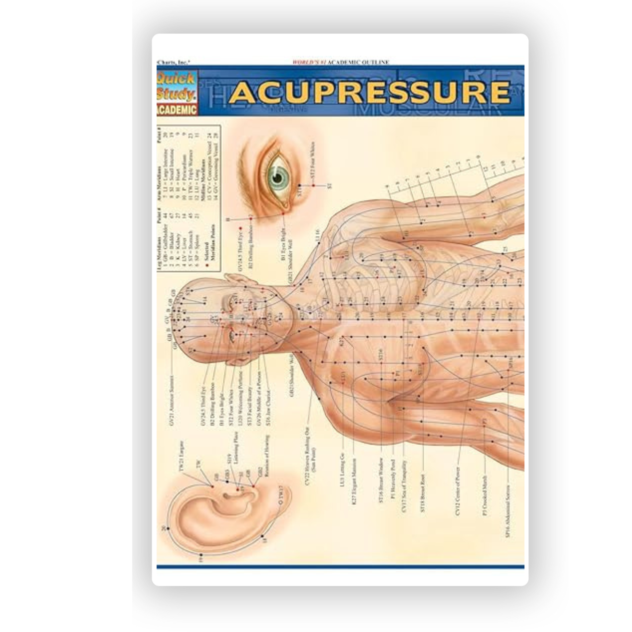 Acupressure Chart