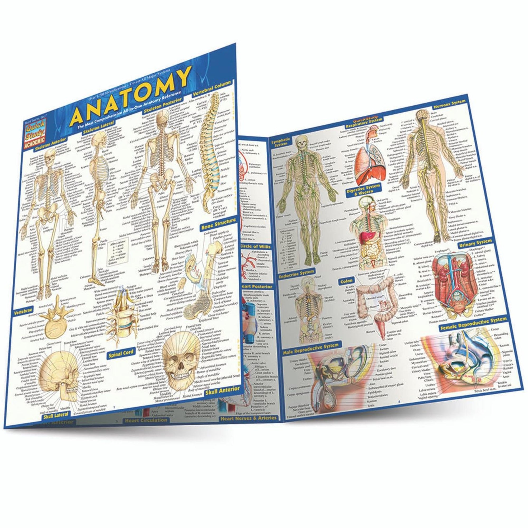 Anatomy Chart - Books - BG Shop Online - BioGeometry® Products