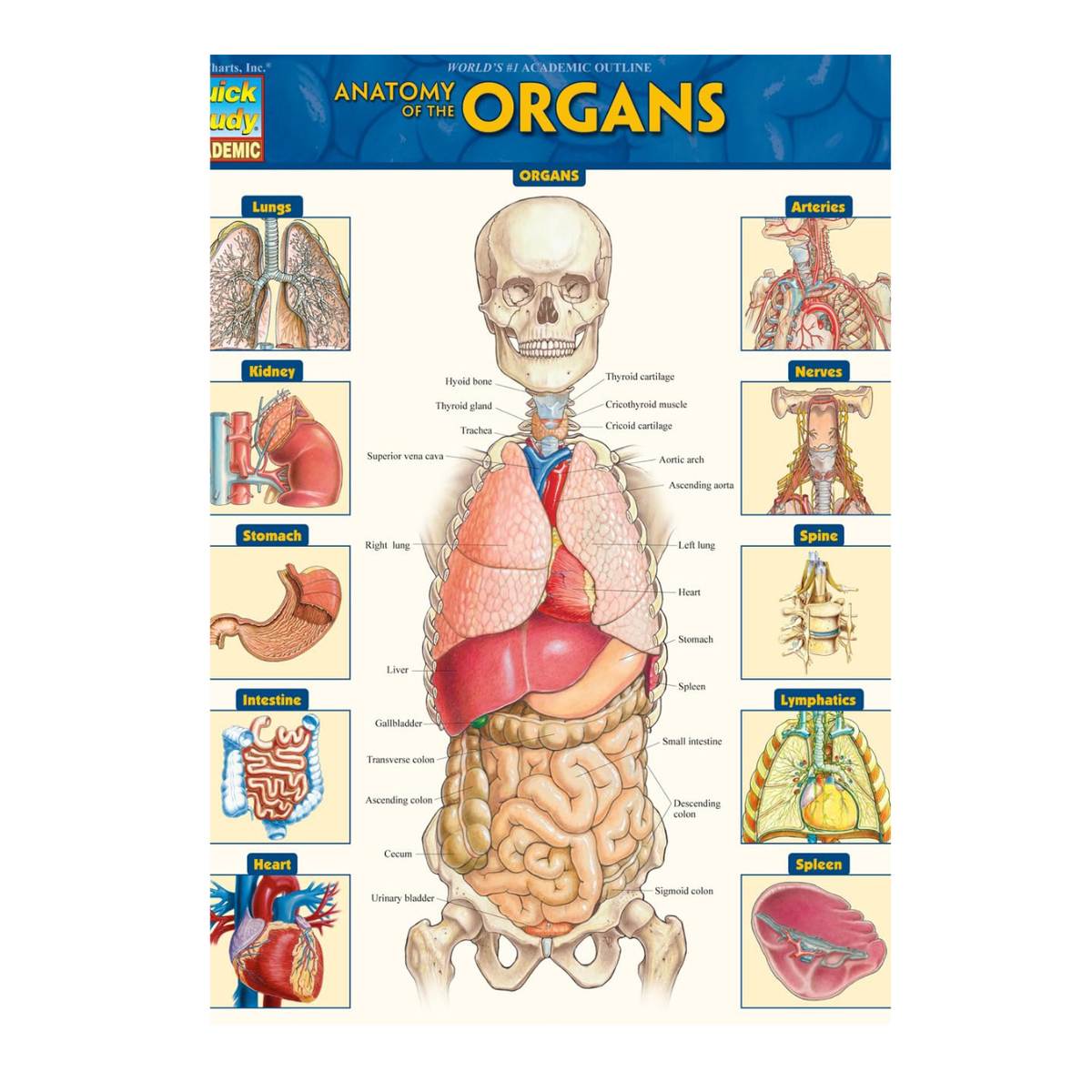 Anatomy of the Organs Chart – BG Shop Online