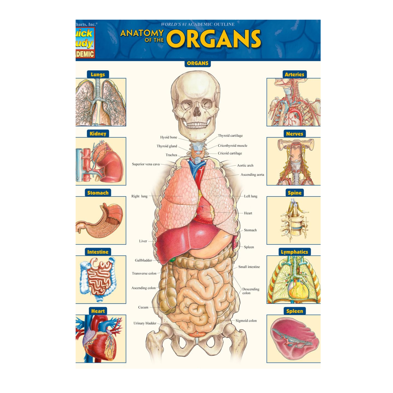 Anatomy of the Organs Chart