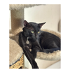 BioSignature® Pet Tags